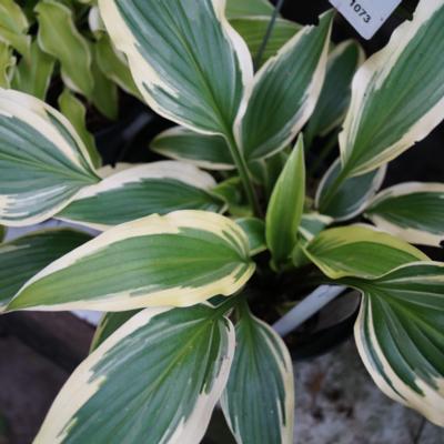 Hosta 'Proud Sentry'